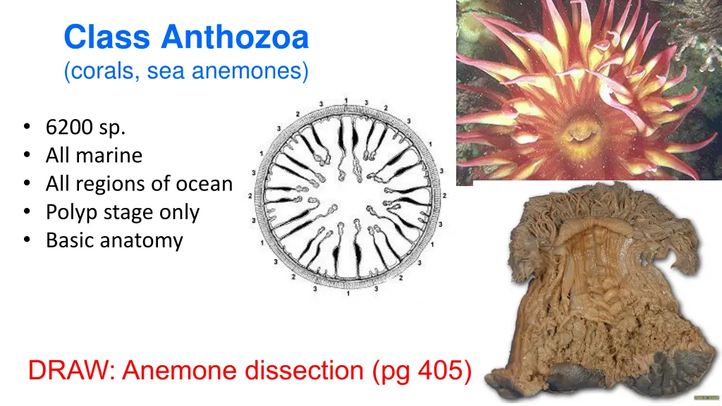 class anthozoa corals sea anemones