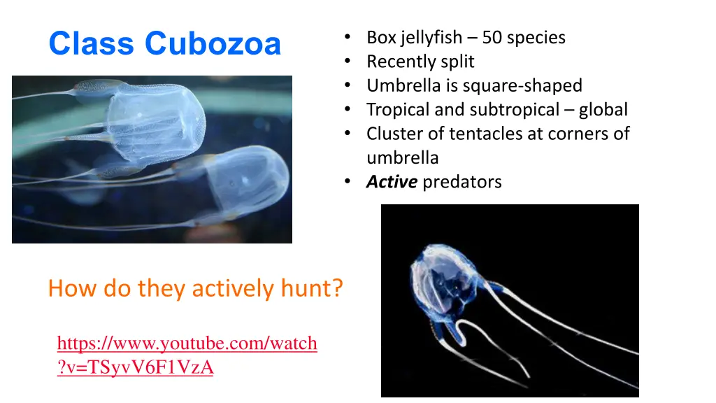 class cubozoa