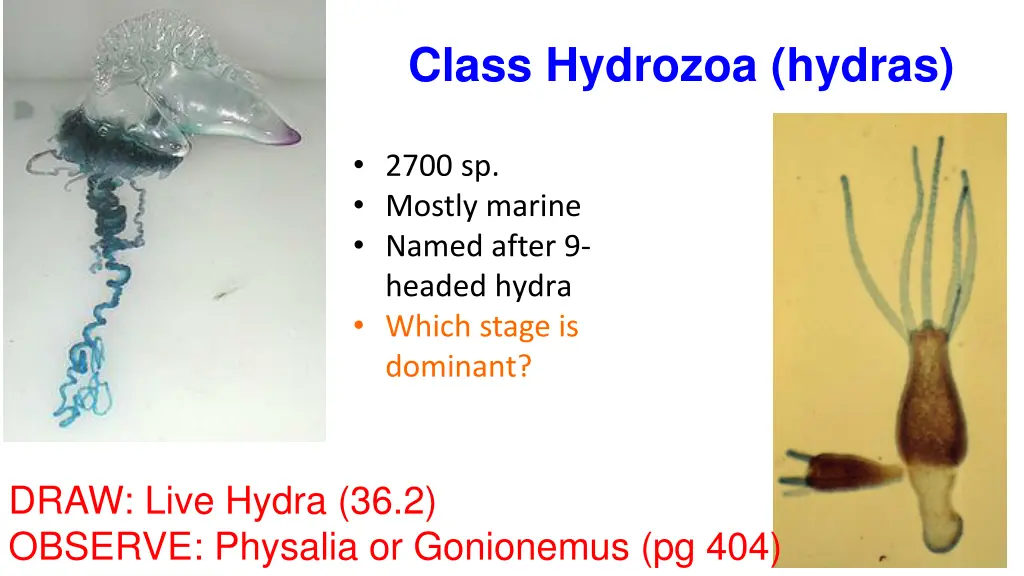 class hydrozoa hydras