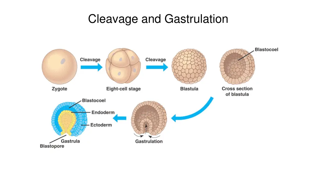 cleavage and gastrulation