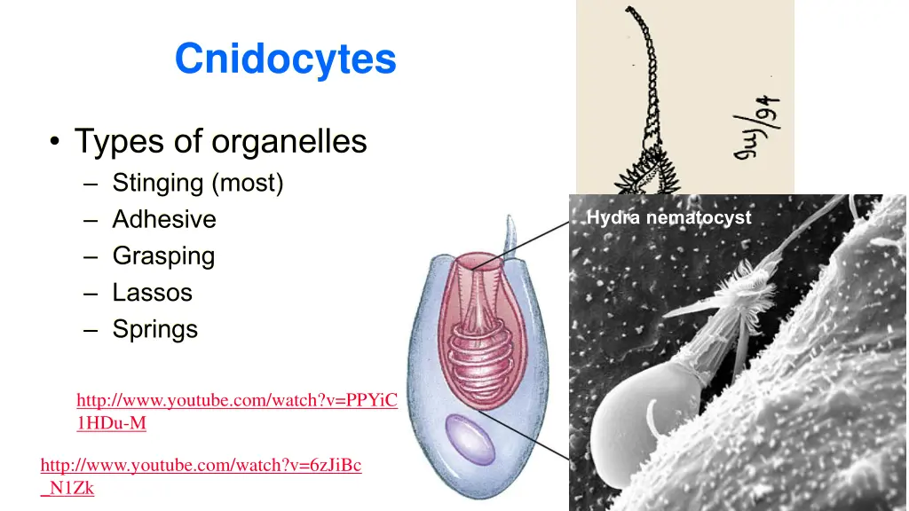 cnidocytes