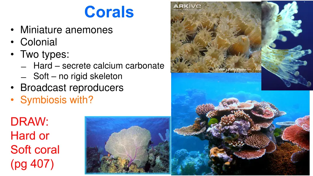 corals