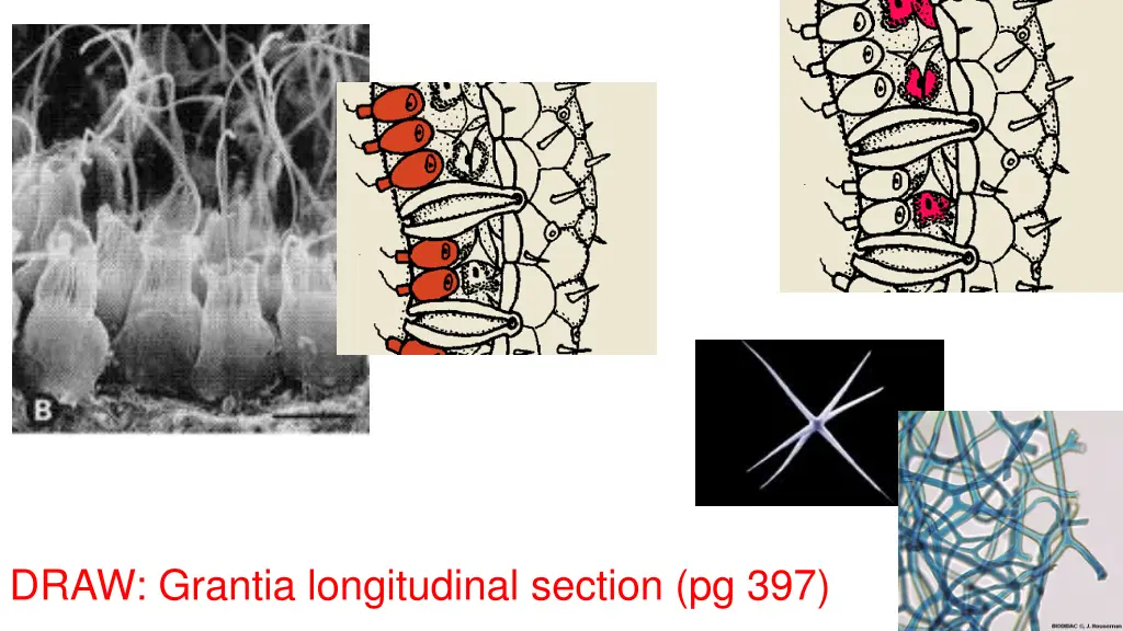 draw grantia longitudinal section pg 397