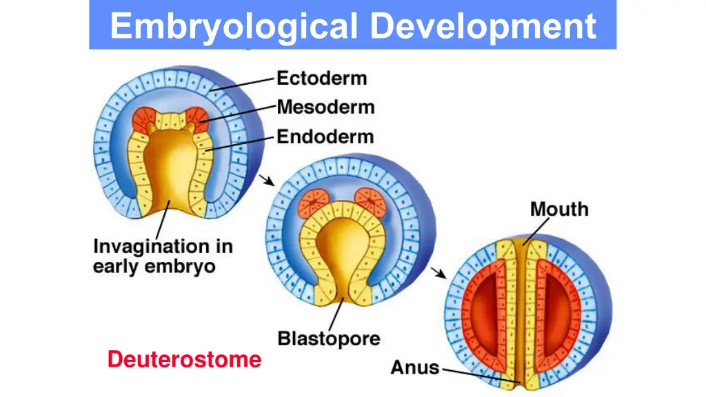 embryological development 1