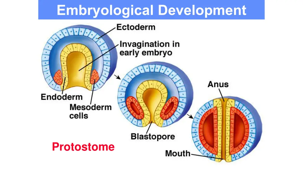 embryological development