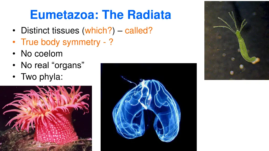 eumetazoa the radiata distinct tissues which