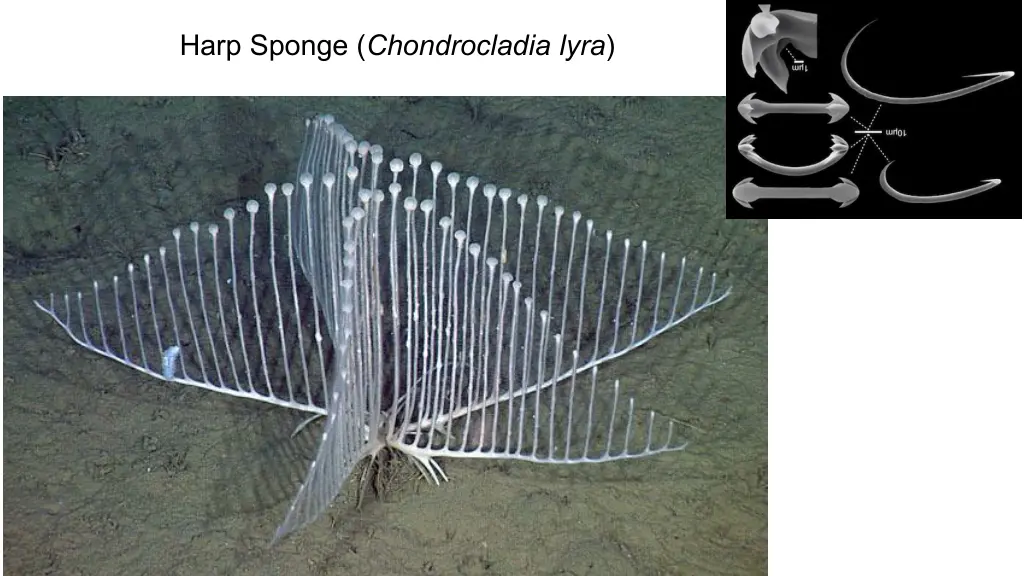 harp sponge chondrocladia lyra