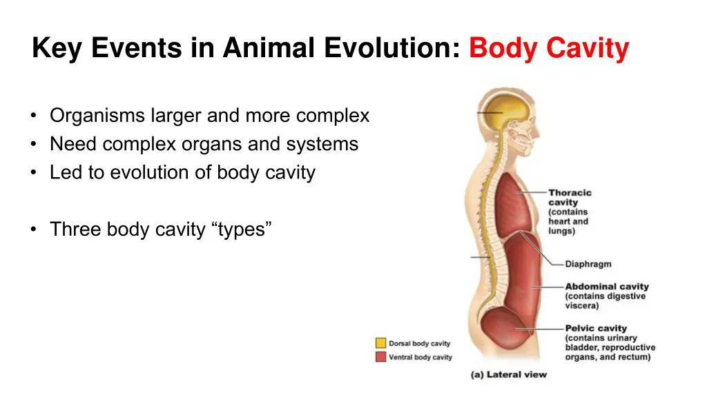 key events in animal evolution body cavity