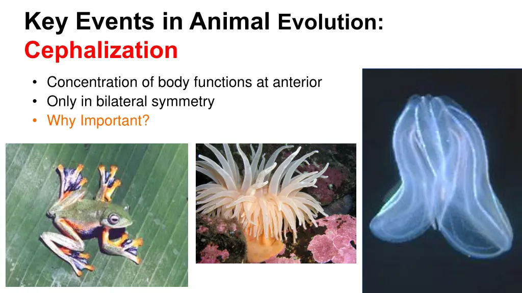 key events in animal evolution cephalization