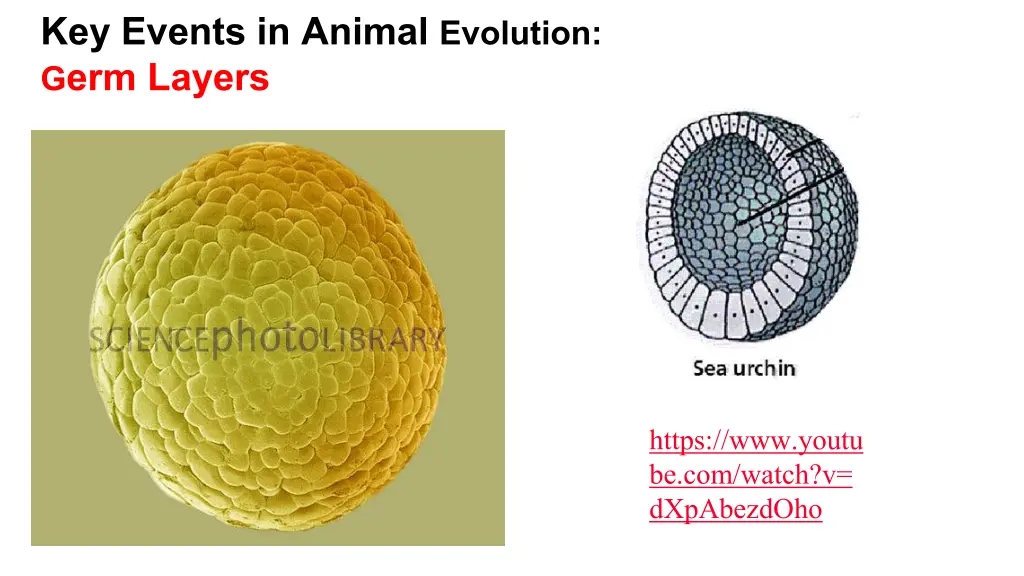 key events in animal evolution g erm layers