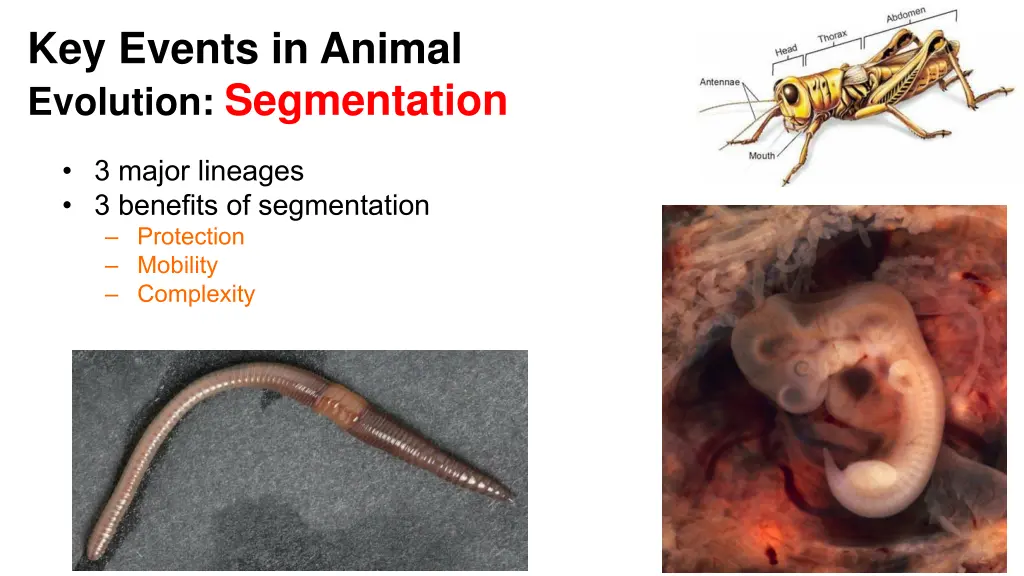 key events in animal evolution segmentation