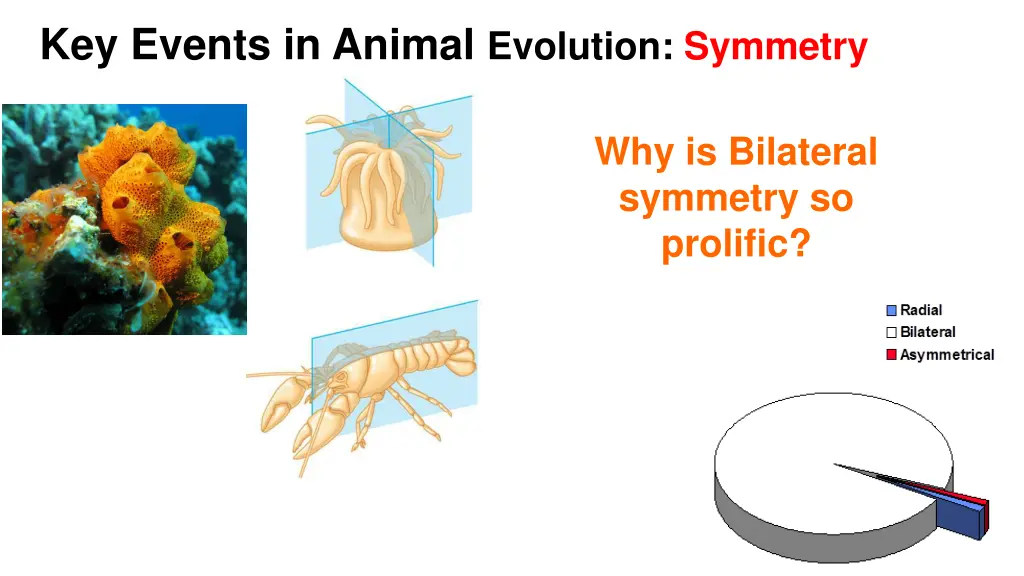 key events in animal evolution symmetry