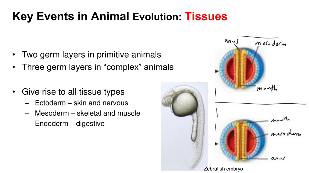 key events in animal evolution tissues