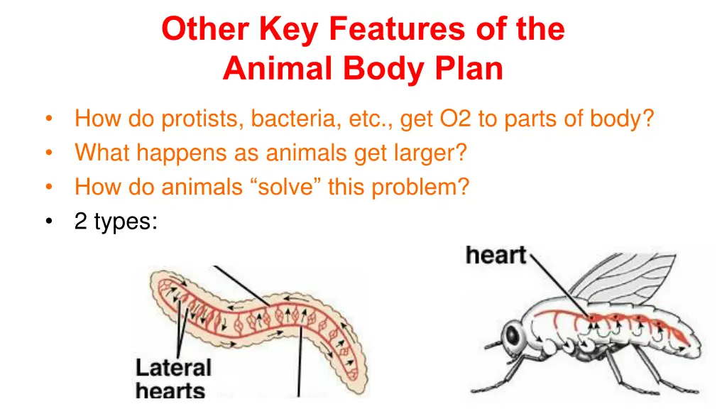 other key features of the animal body plan