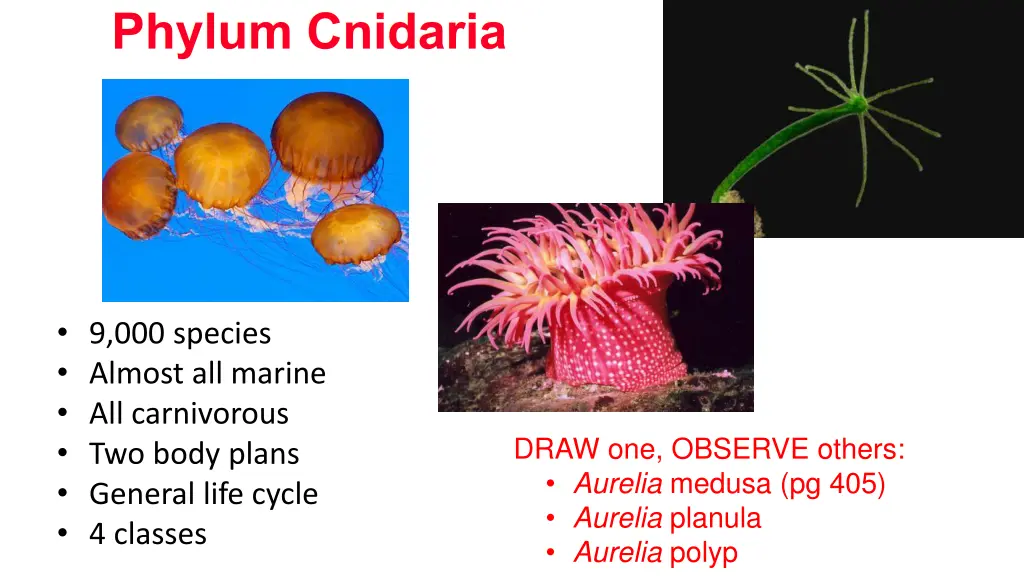 phylum cnidaria