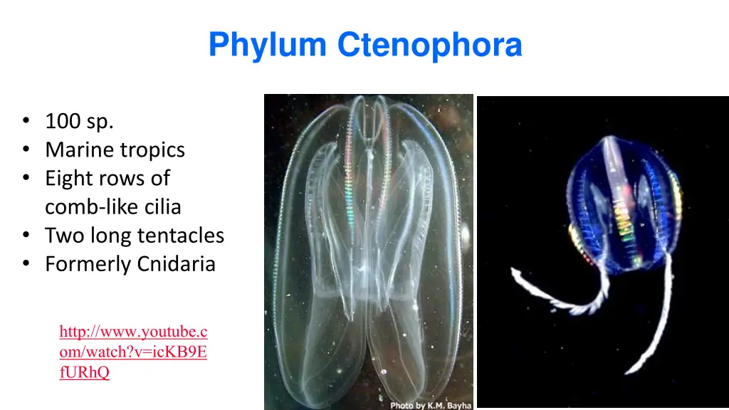 phylum ctenophora