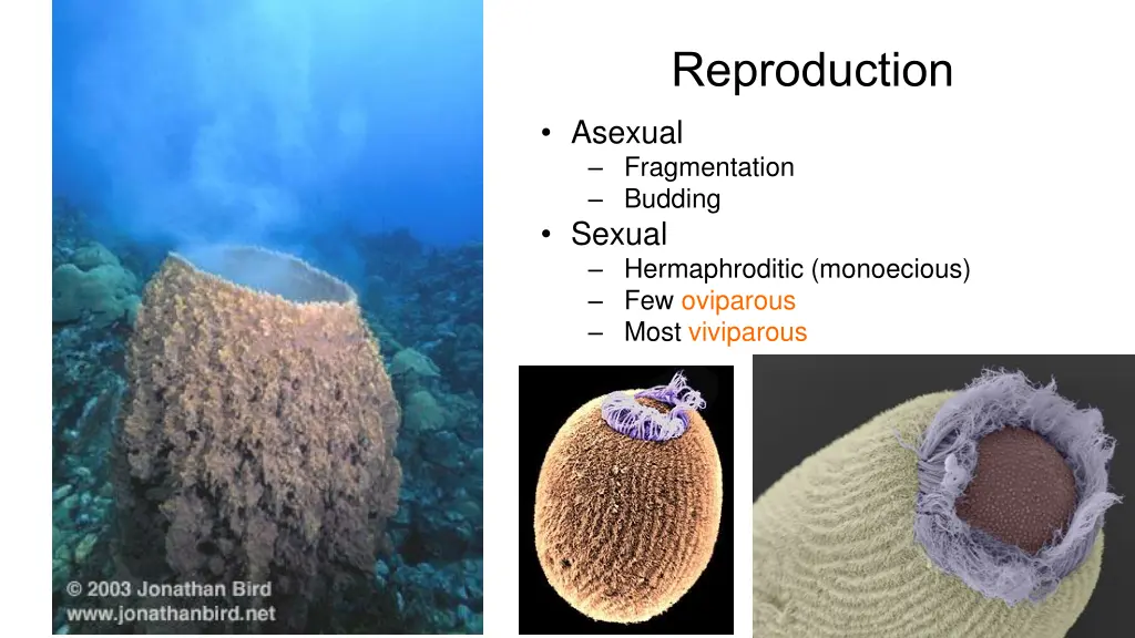 reproduction