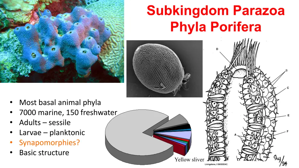 subkingdom parazoa phyla porifera