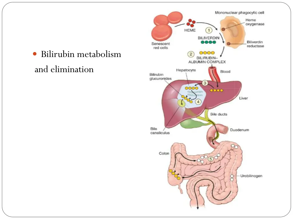 bilirubin metabolism and elimination