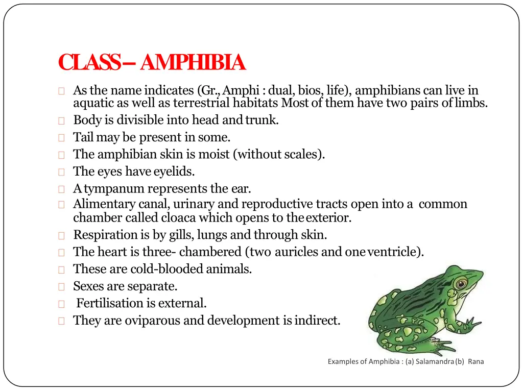 class amphibia