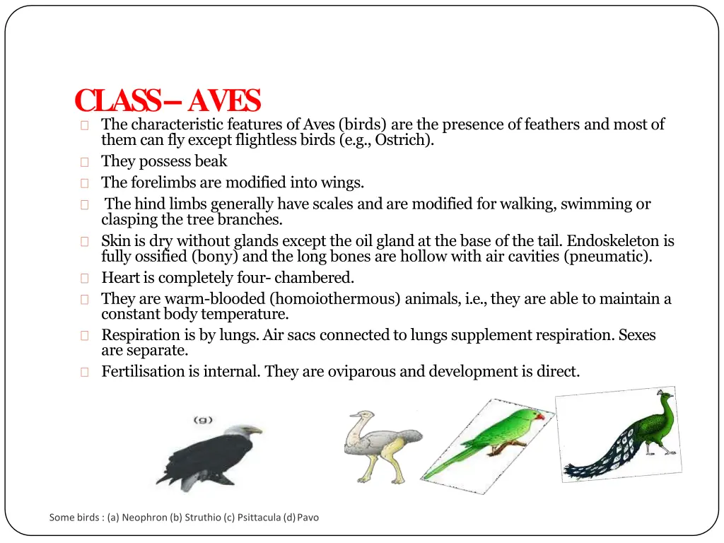 class aves the characteristic features of aves