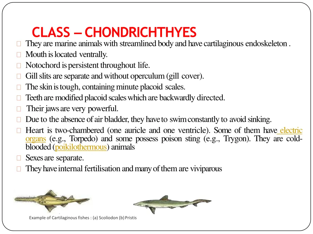 class chondrichthyes