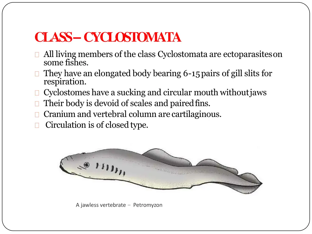 class cyclostomata