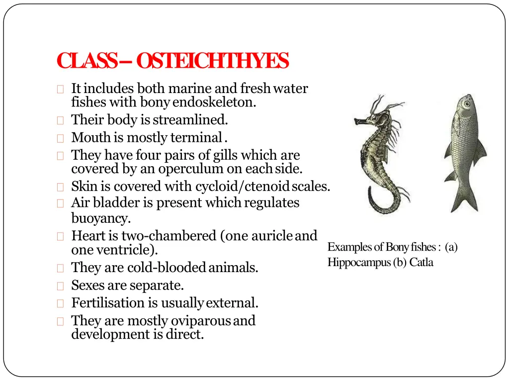 class osteichthyes