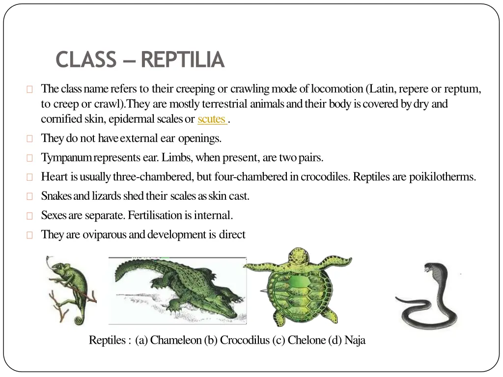 class reptilia