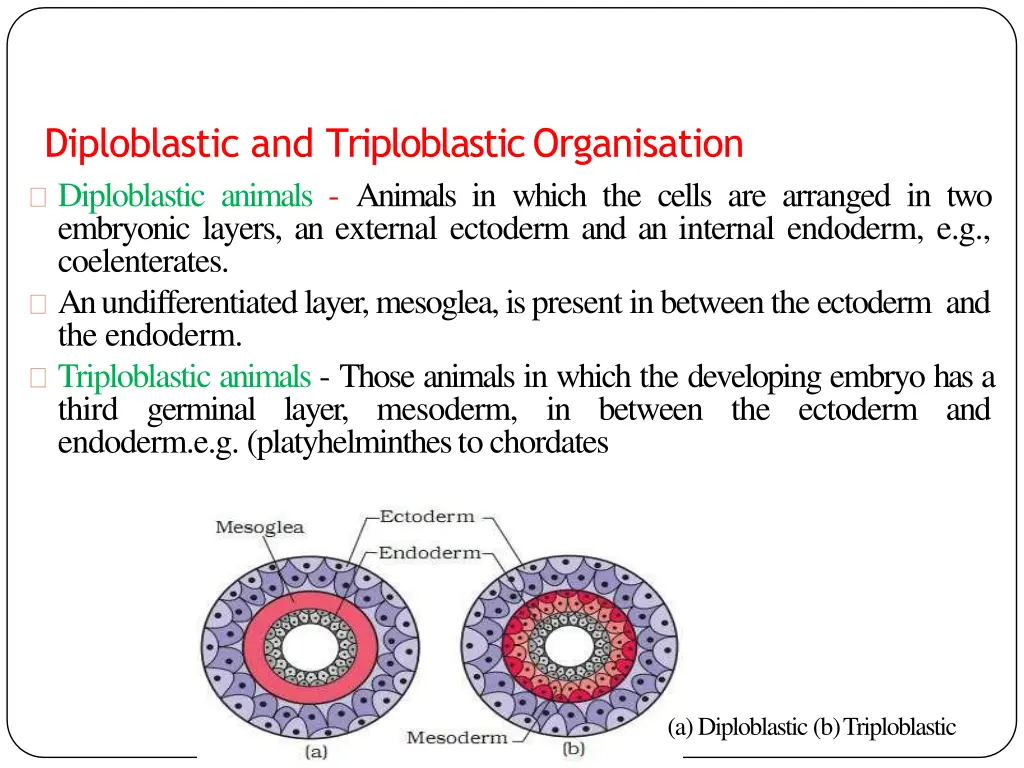 diploblastic and triploblasticorganisation