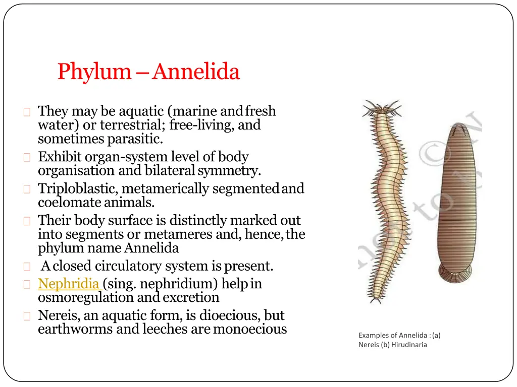 phylum annelida