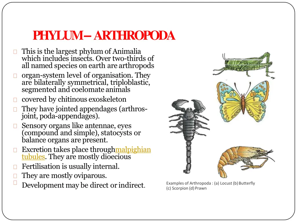 phylum arthropoda