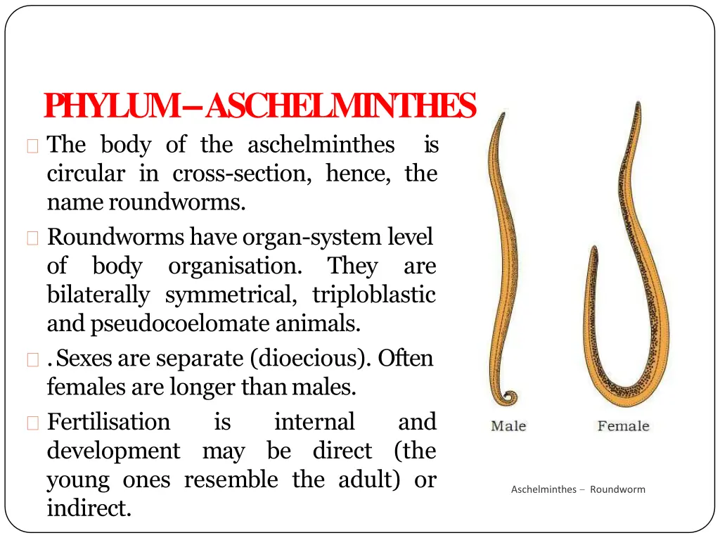 phylum aschelminthes the body