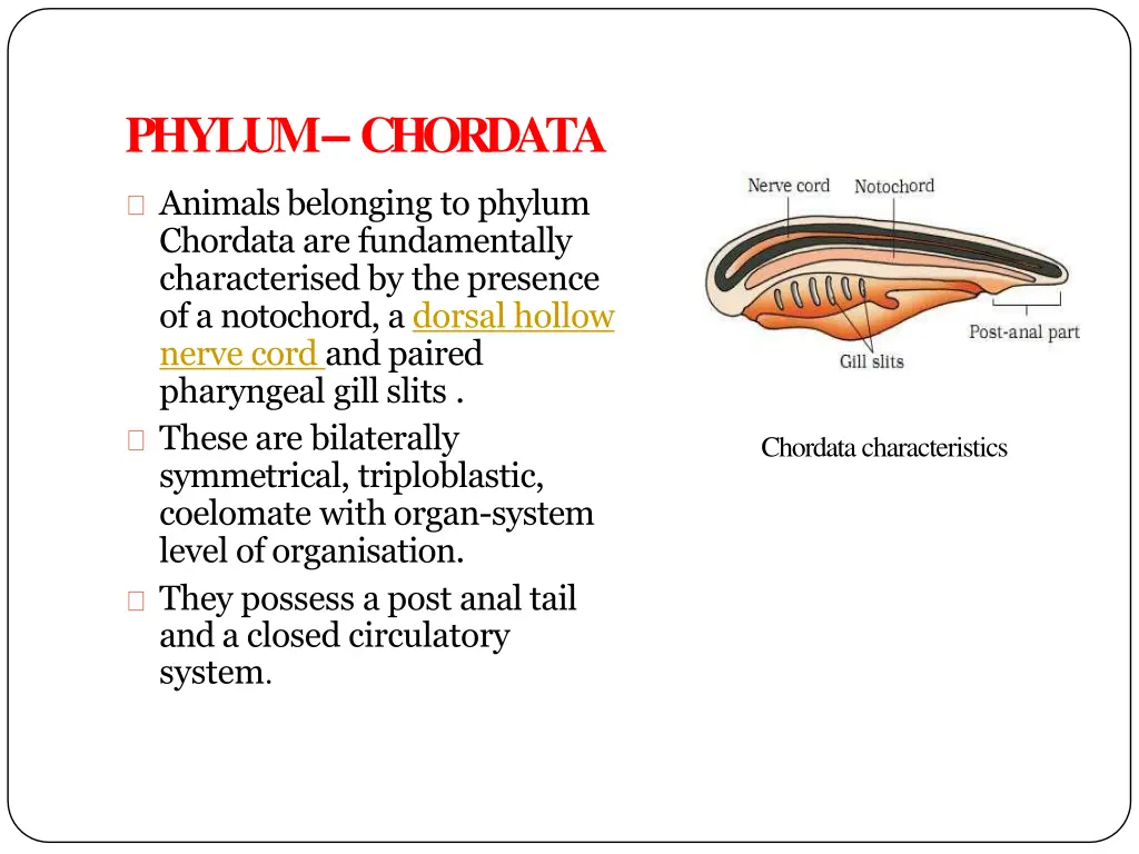 phylum chordata