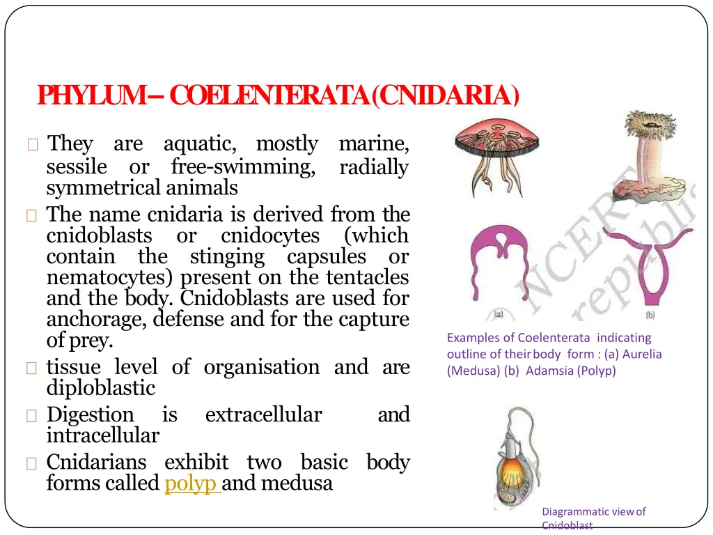 phylum coelenterata cnidaria