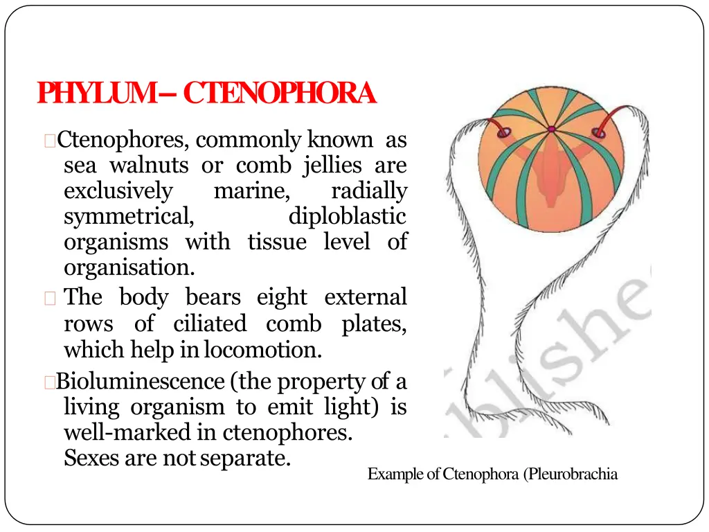 phylum ctenophora