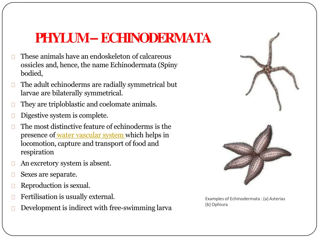 phylum echinodermata