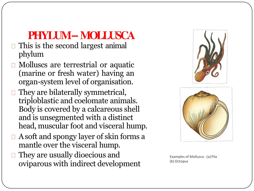 phylum mollusca this is the second largest animal