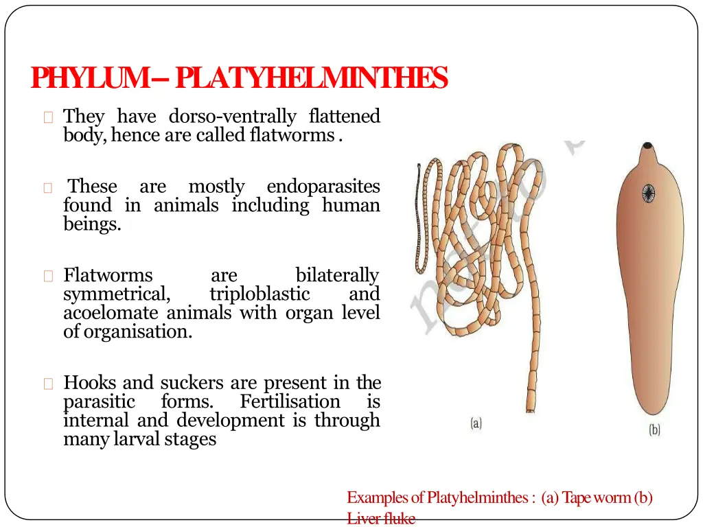 phylum platyhelminthes