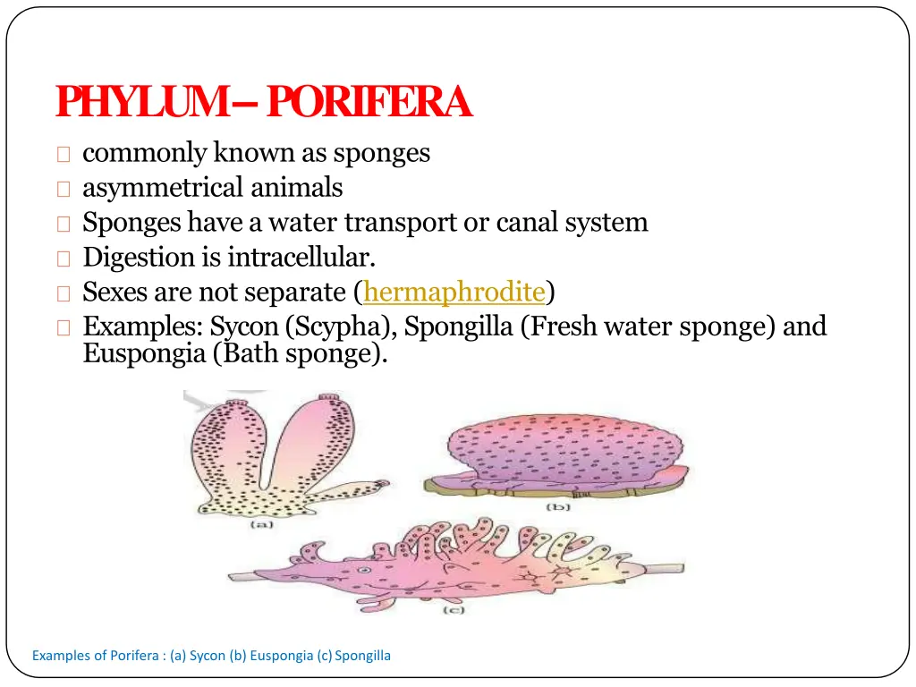 phylum porifera commonly known as sponges