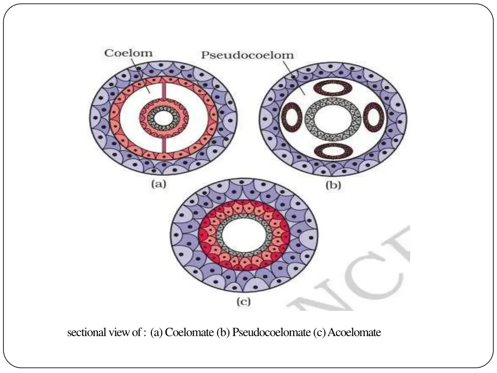 sectional view of a coelomate b pseudocoelomate