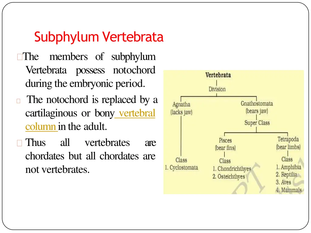 subphylum vertebrata the members of subphylum