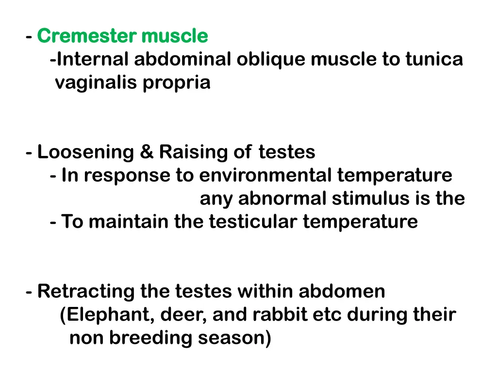 cremester cremester muscle internal abdominal