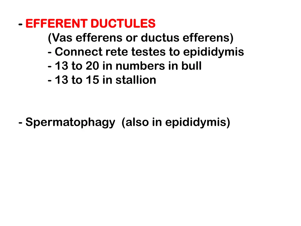 efferent ductules efferent ductules vas efferens