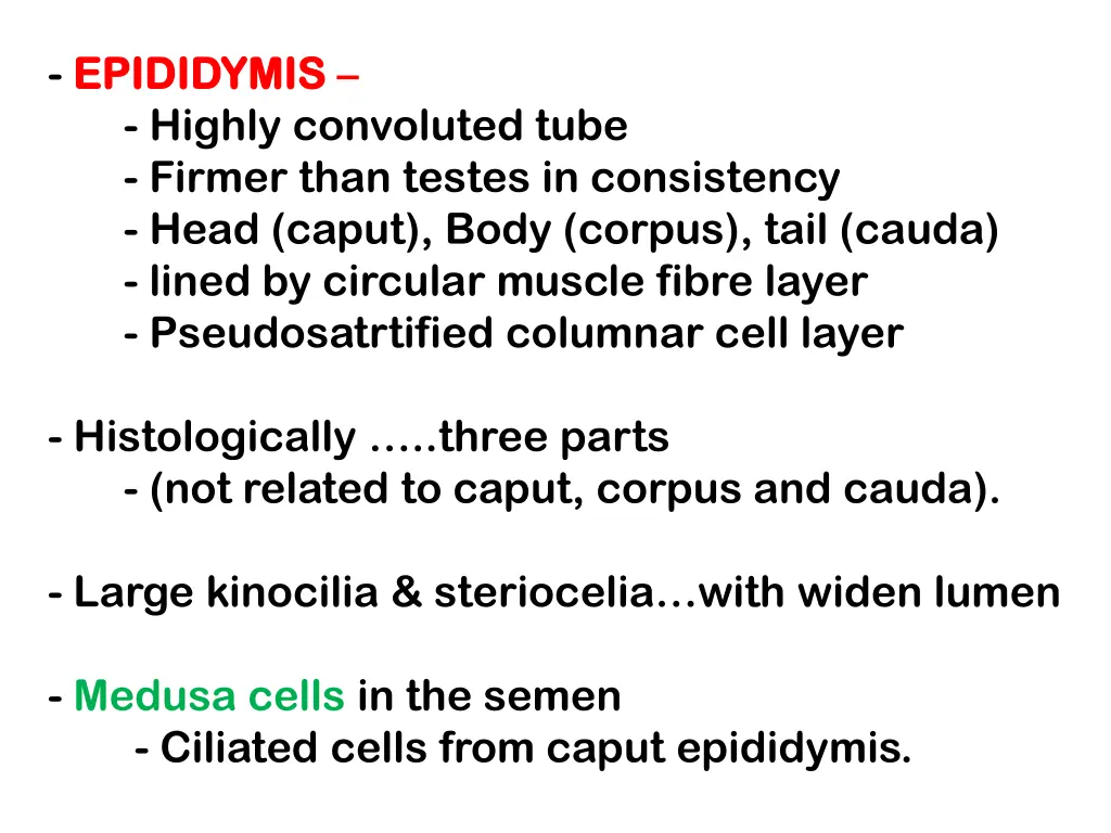 epididymis epididymis highly convoluted tube