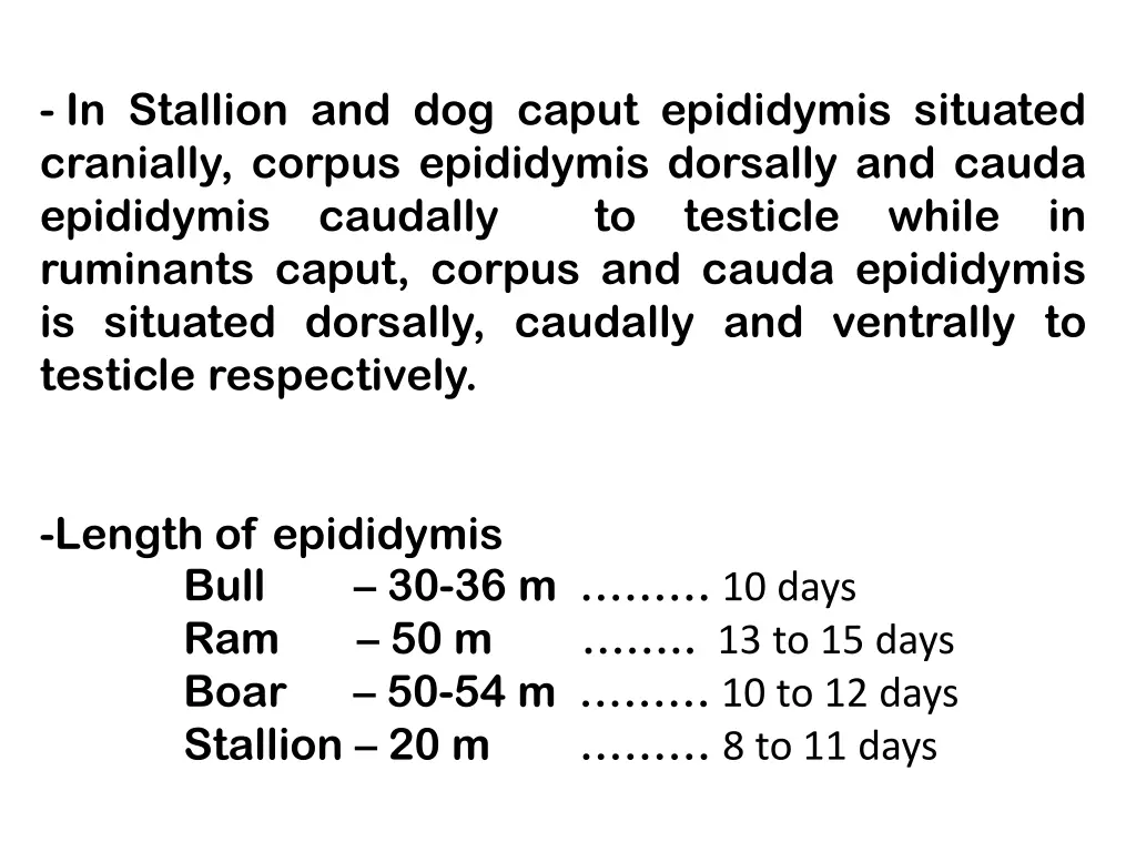 in stallion and dog caput epididymis situated