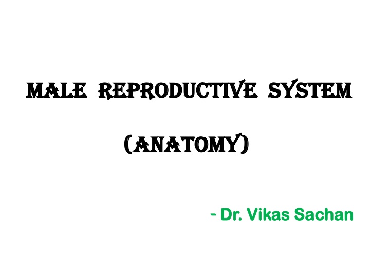 male male reproductive system reproductive system