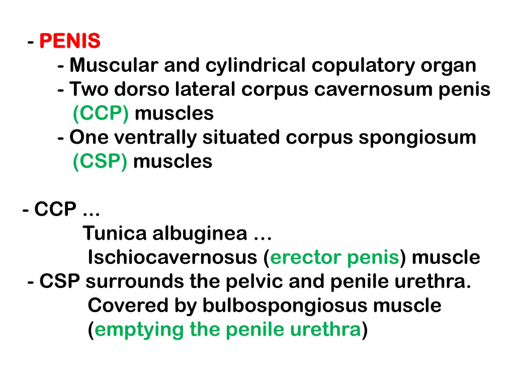 penis penis muscular and cylindrical copulatory