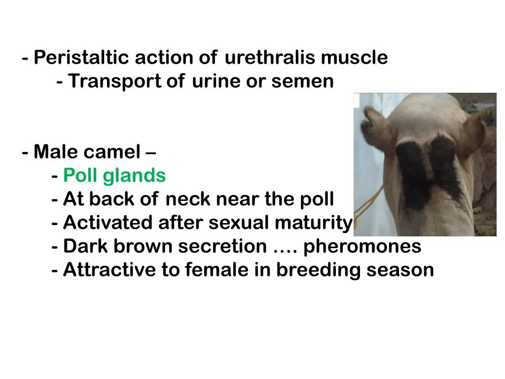 peristaltic action of urethralis muscle transport