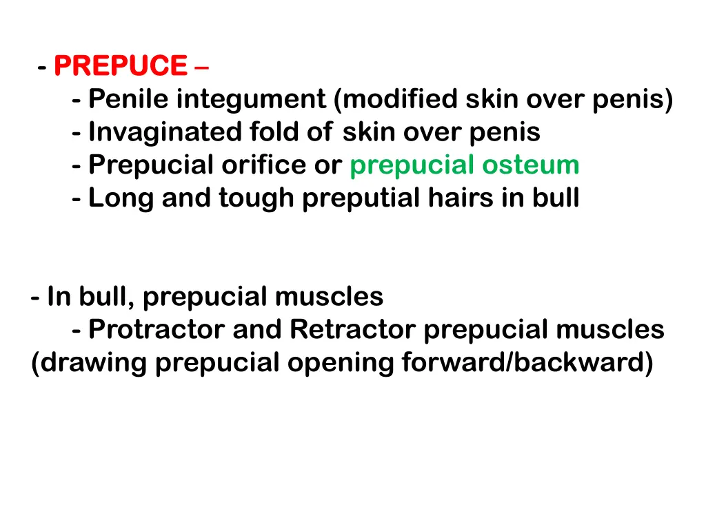 prepuce prepuce penile integument modified skin